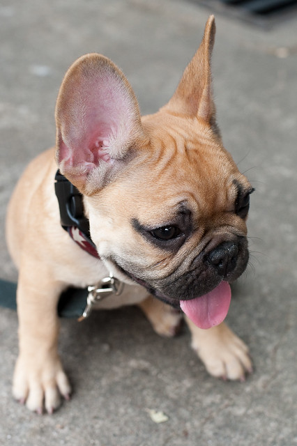 Cute French Bulldog | Flickr - Photo Sharing!