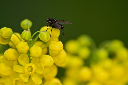 flower green yellow germany insect fly nikon hessen gelb blooms blume insekt darmstadt fliege hairs haare d90 grün blüten