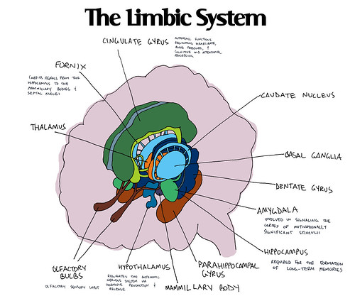 limbic system notes | notes on the limbic system, colored ...