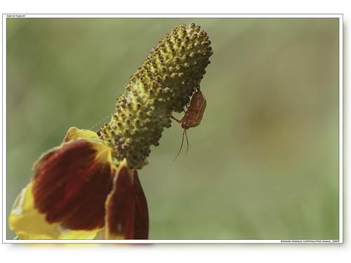 usa flower macro animal closeup america bug insect nikon texas butt sigma d300 105mm sigma105mm sigma105mmf28 nikond300