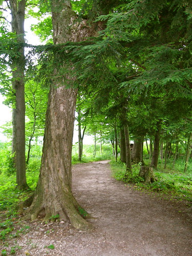trees plants lake green nature path michigan trail greatbearlake michiganlowerpeninsula