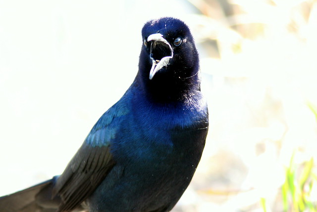 Boat-tailed Grackle 20090326