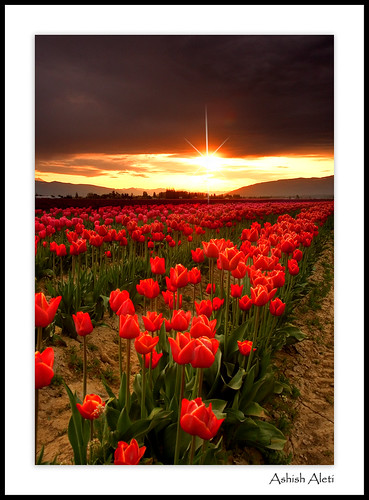 morning travel flowers red beautiful festival clouds sunrise landscape dawn early flora blossom scenic tourist sparkle valley cascades tulip skagit rays northern mtvernon washinton coth thechosenone passionphotography mywinners mostbeautifulpicture rubyphotographer doubledragonawards