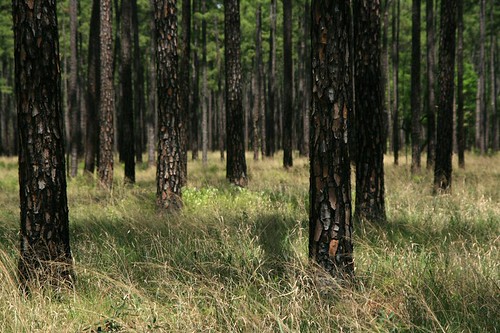 nature forest ga georgia outdoors spring woods south bog doerun doerunpitcherplantbog