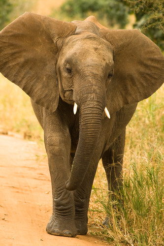 elephant tanzania safari tarangire tza specanimal mbesi