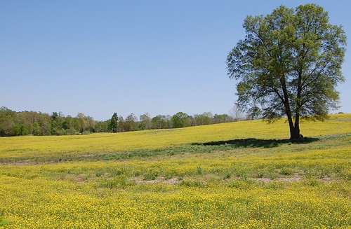 yellow rural spring northcarolina pasture yellowwildflowers nikond40 chathamcountync bearcreeknc