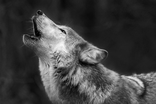 Wolf Park - BW Howl