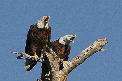 bird geotagged eagle wildlife geo:lat=281810230735647 geo:lon=827854905195464