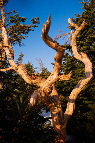old tree evening weathered twisted gnarled krummholz galenrowell notabristleconepine balsamfirithink ormaybeblackspruce