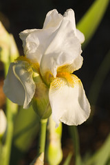 Sunrise Bearded Iris