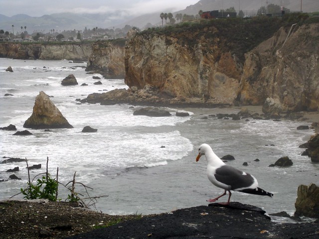 Seagull Rocks
