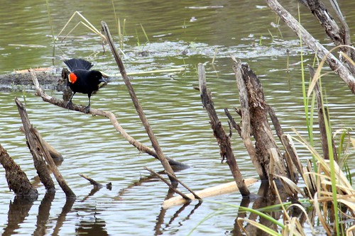 redwingedblackbird