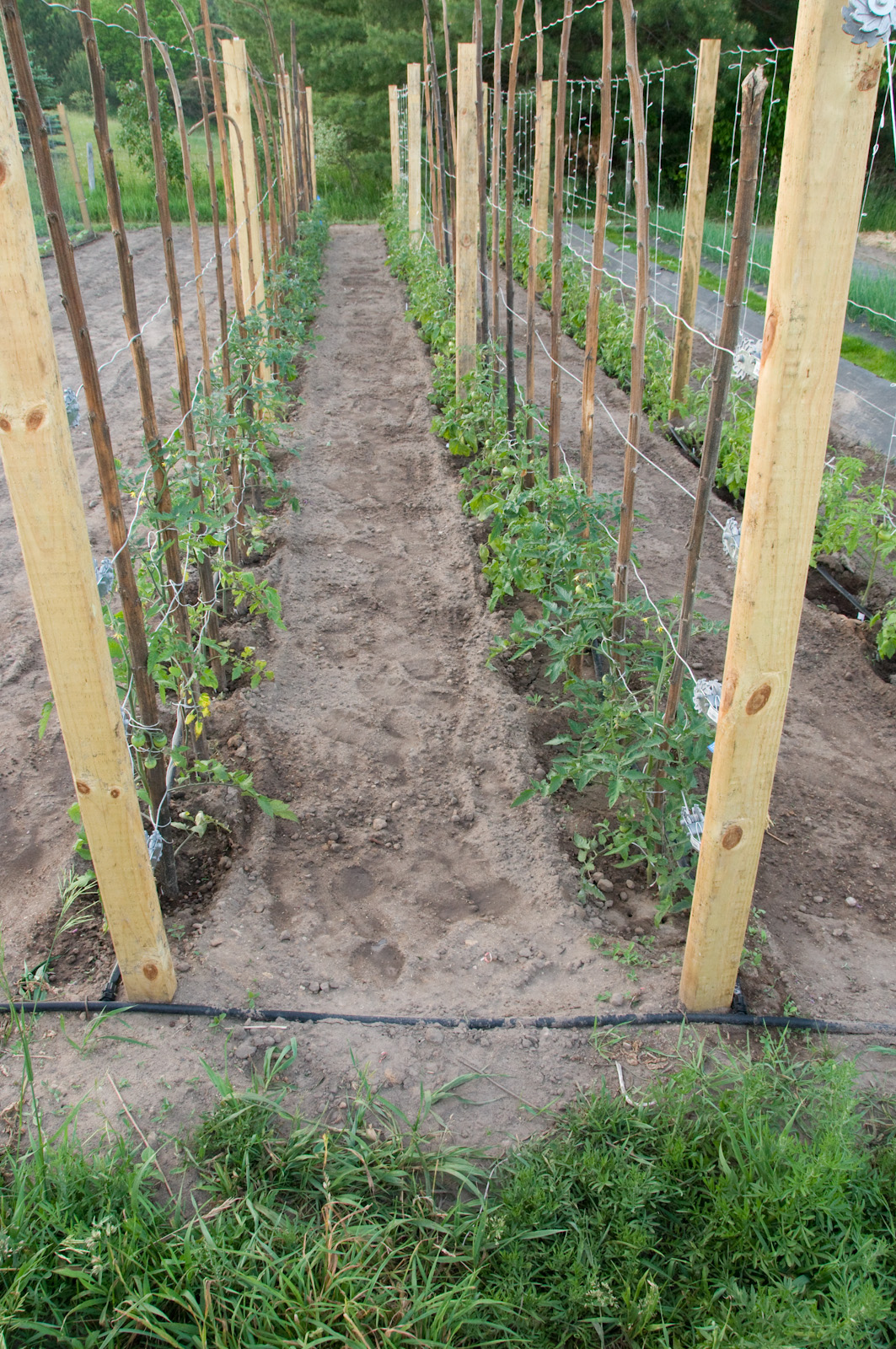 Growing Tomato Plants On A Trellis at Charles Chu blog