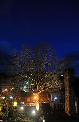 light tree colors night outdoor
