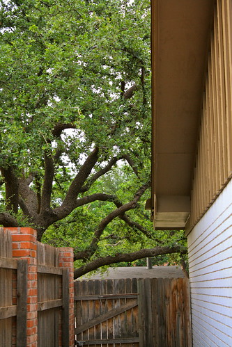 old house tree brick wall fence oak backyard weatheredwood gable fascia soffit