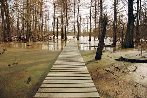 lake mississippi landscape dock nikon dam beaver bayou swamp boardwalk d80