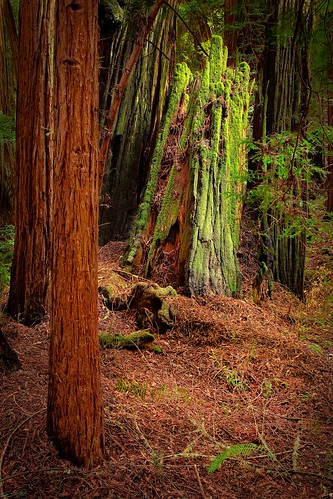 tree geotagged coast moss muirwoods stump redwood ferns sequoia wmp blueribbonwinner kartpostal absolutelystunningscapes geo:lat=3789057 geo:lon=122590256