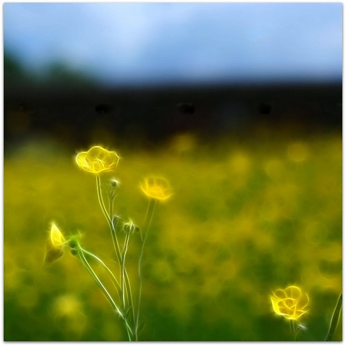 uk england yellow canon 50mm buttercup meadow ethereal 5d fractalius magicalflower