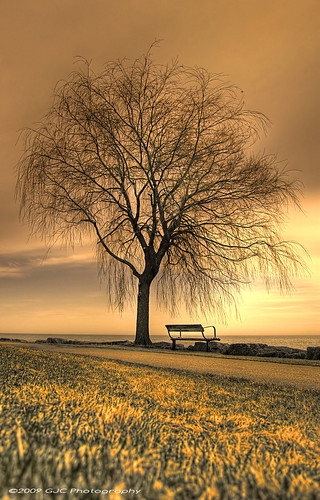 sunset sky lake tree water grass clouds bench willow mississauga yellowhighlights tgamphotodesklight