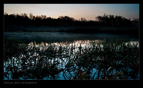 lake grass creek sunrise river schweiz see wasser forrest bach fluss wald rhein sonnenaufgang altenrhein gewässer