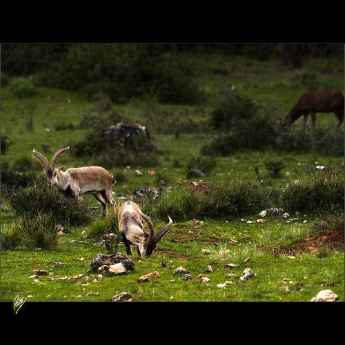 wild animal geotagged spain goat explore jaen 2009 esp cabra cazorla tranco montesa ltytr1 pacoct parquecinegético sierradecazorlaseguraylasvillas geo:lat=3809408082 geo:lon=280842304