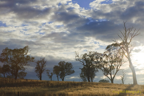 trees rural sunrise landscape interesting bush country australia nsw newsouthwales