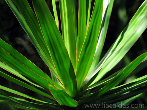 brazil plants plant planta brasil riodejaneiro canon plantas saquarema grafismo graphicview powershotg9 vassouradebruxa liacaldas