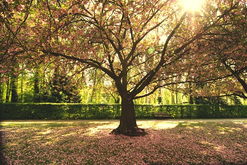 park france tree spring aperture pentax parc printemps hdr sceaux photomatix da1224mm k200d