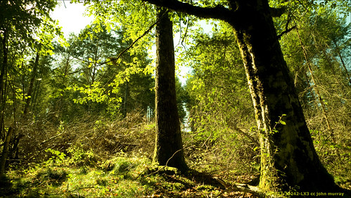 trees france eurotrip 2009 ymons
