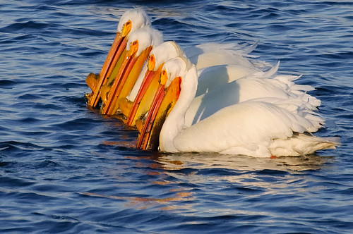 lake water pond nikon colorado fortcollins pelican americanwhitepelican pelecanuserythrorhynchos d90 sigma70300 riverbendponds fortcollinsnaturalarea coloradofort collinsriverbend pondsnikond90 waterenvirons fcmdscurbanwildlifechallenge