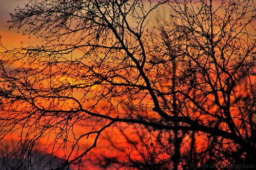 sunset ontario tree silhouette branches thunderbay d40 nikond40 tamron18270mm