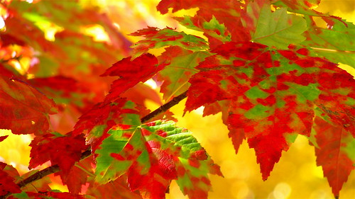 autumn trees color macro leaves america landscape vermont middlebury foliage salisbury