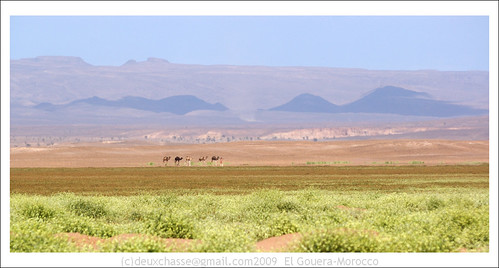 africa green nature landscape geotagged mar sand desert oasis morocco soussmassadrâa geo:lat=2983429300 geo:lon=618883100 deuxchasse