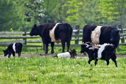 cow 6ws maryland goat easternshore oxford bovine canonef100400mmf4556lisusm talbotcounty dutchbeltedcattle dutchbeltedgoat