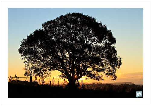 sunset tree silhouette canon cows au australia queensland mtmee canonef70200mmf28lisusm 5dmkii