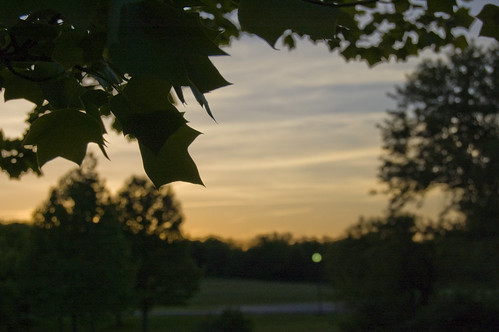 sunset tree leaves rolla d40