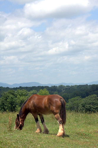 terrain horse field grazing