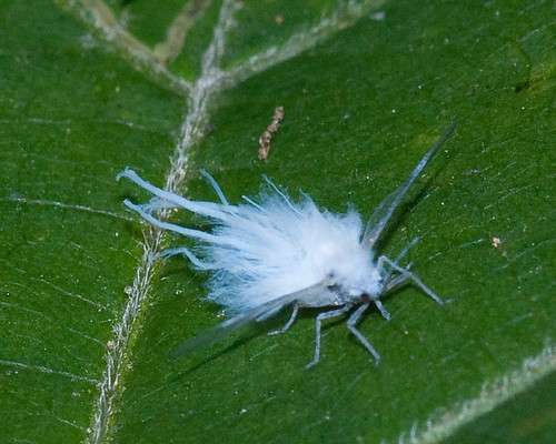 insect woolyaphid woollyaphid