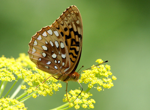 butterfly insect iowa fritillary hamiltoncounty greatspangledfritillary speyeriacybele booneforkswildlifearea