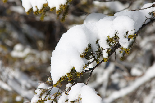 winter snow tree canon sweden bokeh spruce åre canonef24105mmf4lisusm 450d