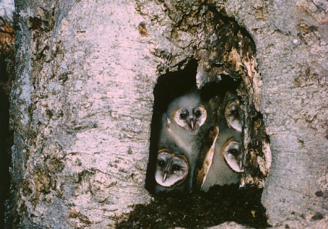 Young Barn Owls in Tree Nest (1981)