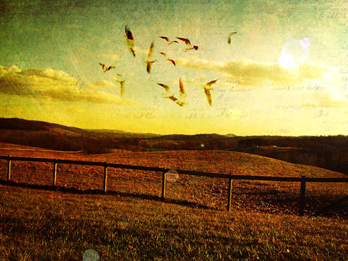sunset brown green texture field yellow handwriting fence lens landscape virginia countryside gulls flare layers textured dreamscape skymeadows delaplane skymeadowsstatepark chrysti