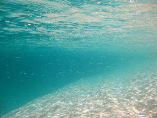 fish sand underwater snorkeling clear buckisland usvirginislands caribbeansea stcroixusvi usnationalmonument canonsd1100is canonwpdc22underwatercase