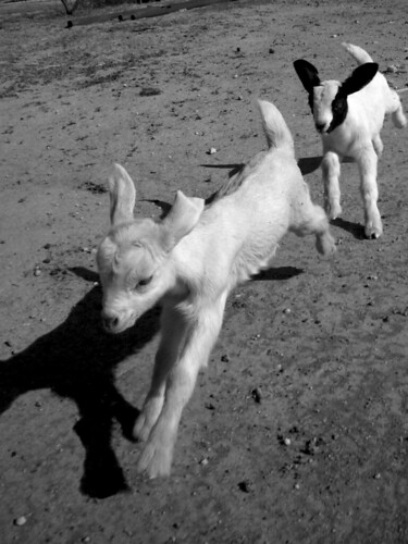 baby kids boer goat ears running spanish chase dogie flopping canonpowershotsd870is