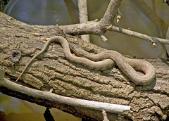 Small Snake on a Log