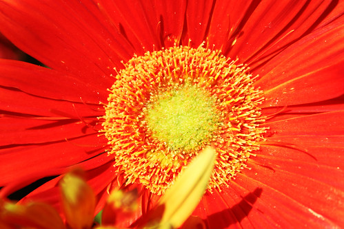 california flowers red usa flower color 20d yellow closeup canon canon20d kern upclose hale bakersfield canondigital kerncounty bakersfieldca roberthale