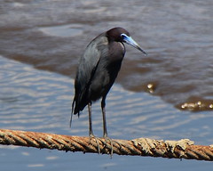 Little Blue Heron on Cable