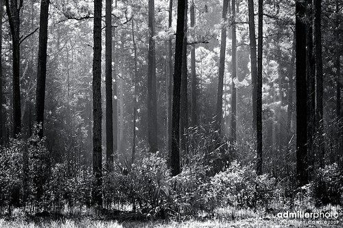 trees plants forest canon woods pines grayscale 100400mm 40d 100400lokefenokee