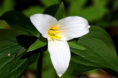trillium flower in our backyard    MG 0266 