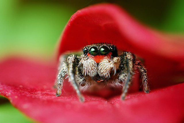 Adult Male Jumping Spider Hiding in Leaves - (Habronattus coecatus) | Flickr - Photo Sharing!